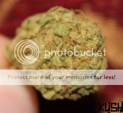 bg kush|Pictures of Five Star Blue Dream and BG Kush